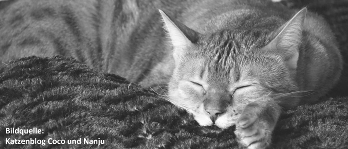 Warum nachts alle Katzen grau sind, und was das mit...